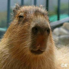 ニャンもウサも良いが、やっぱり…