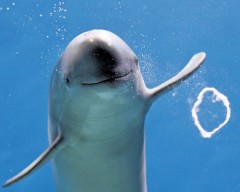 【お題日記】イルカ見た事ある？