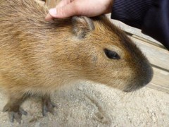 カピバラさんはかわいいのだ