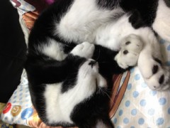 今日のにゃんこ