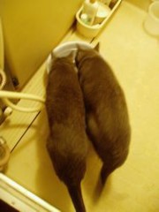 あついね・・。