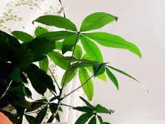 4年目のパキラ愛