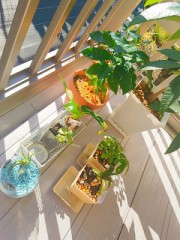 植物に囲まれてる幸せ(*´▽｀*)