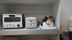 馴染みすぎだろ！