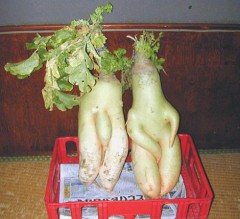 野菜が