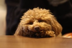 【お題日記】自分が思う一番かわいい動物は？