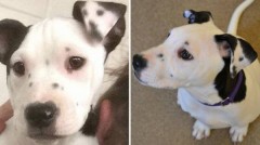 いっぬにいっぬ