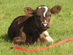 牛っしし？？？？