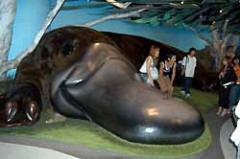 トトロに会いたい!～特に愛知の方々へ～