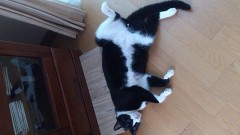 セクシーポーズ