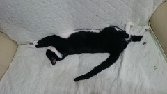 ねむたいのです