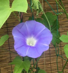 グリーンカーテン