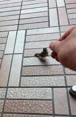 【お題日記】好きな動物