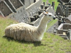 【ペルー旅行】こんな珍しい動物触ったことあります