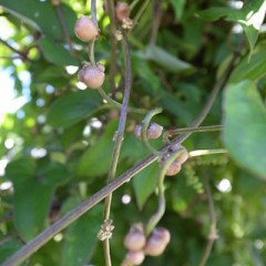 【お題日記】高級なぶどう、何が好き？