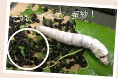 【お題日記】ガリガリ君で発売してほしい味【駄菓子の抹茶はカイコのウンコ・・蚕沙】