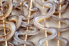 【お題日記】蛇好き？【う～～～～ん飼ってたジュウシマツは籠を壊されて丸のみされた