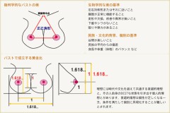 【お題日記】美乳だと思う胸の特徴【黄金比は生きてますね】