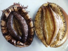 【お題日記】初めて相手のアソコを見た時の感想は？【初体験の時に間近で見た時は…