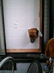 ぶちゃと障子。。。