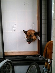 ぶちゃのお写真３．。。。。