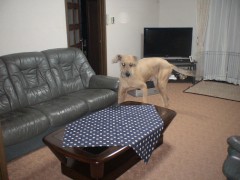 アブラムシさん、ごめんなさい。。。。