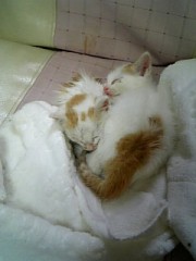 子猫を2匹飼う事になってしまった。