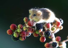 【お題日記】これ変えてもいいなと思っていること　「カルピスの乳酸菌パワー」