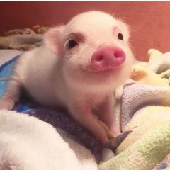 【お題日記】バス　スロープ　使ったことある？　大阪は坂道が多いし…