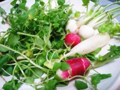 【お題日記】七草？せり　なずな　ごぎょう　はこべら　ほとけのざ　すずな　すずしろ