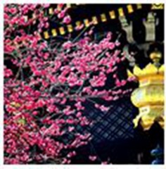 世界の名所　｢北野天満宮の梅｣　京都、上京区　✰受験シーズン・菅原道真公の神社✰