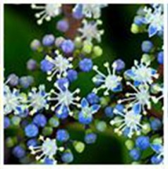 『コアジサイ』　日本の固有種　　✰皆さんみたいに　日本的な美しいお花です！✰