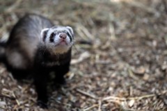 メスのフェレットは発情期に相手を見つけられないと、死んでしまう