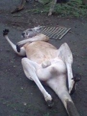 ちんたまデッカ！(-o-;)