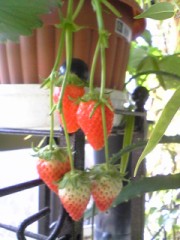 ☆甘いイチゴ☆
