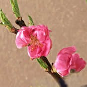 ♪ひなまちゅり～♪