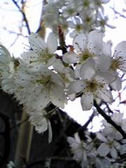 ☆サクラサク☆