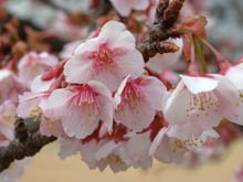 ♪桜の通り抜け♪