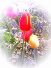 ♪さーいーたーさーいーたー♪