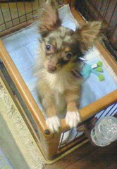 ♪チョコでーす♪