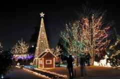 【お題日記】冬のイルミネーション、どんなものが好き？