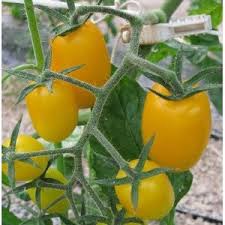 野菜作りに無農薬化成肥料なしで出来るの　?