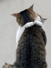 猫にこんにちわ