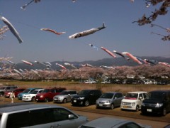 花見写真～Ｐａｒｔ２