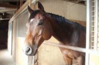 成田ゆめ牧場にて