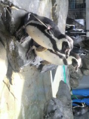 ☆新江ノ島水族館☆