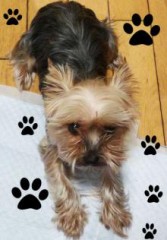 子供とパソコン