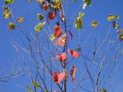 昨日はさむかった。