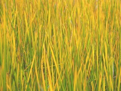 最近サイトにきてない皆の衆たまにはアクセスしてね。