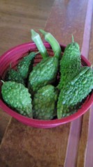 今日那覇市の職員が　ハブとり器　設置していきました。